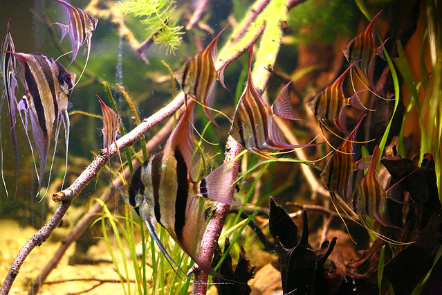 Pterophyllum Altum Rio Inirida Pterophyllum Altum Rio Inirida
