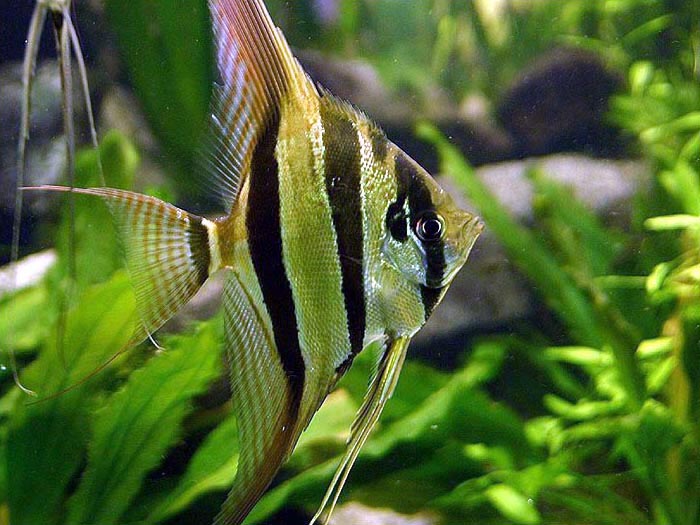 Pterophyllum Altum Rio Orinoco Pterophyllum Altum Rio Orinoco