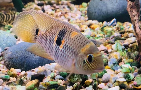 Aequidens superomaculatum (Andinoacara) - Super Orange Aequidens