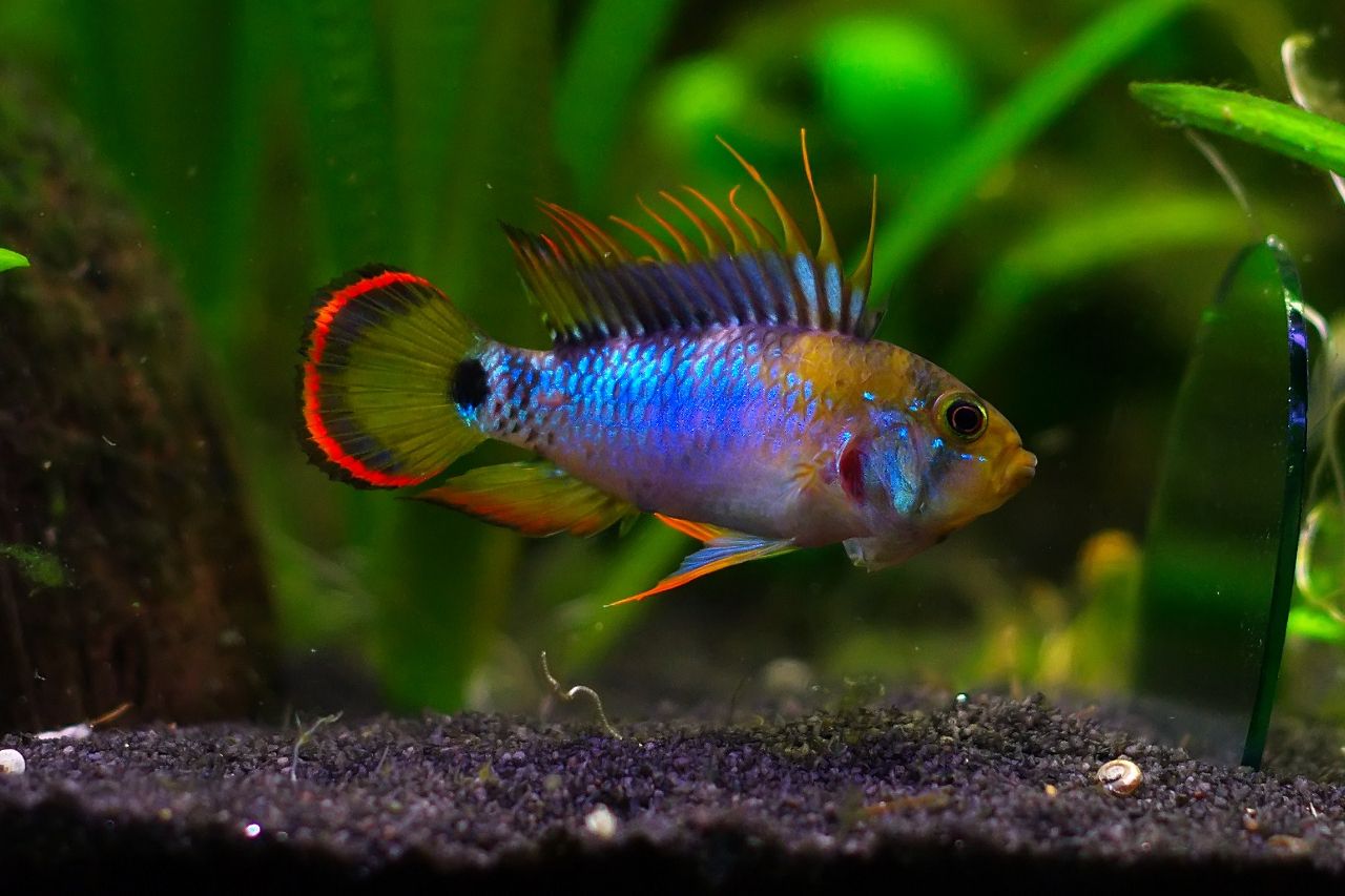 Apistogramma baenschi Inka - INKA Peru