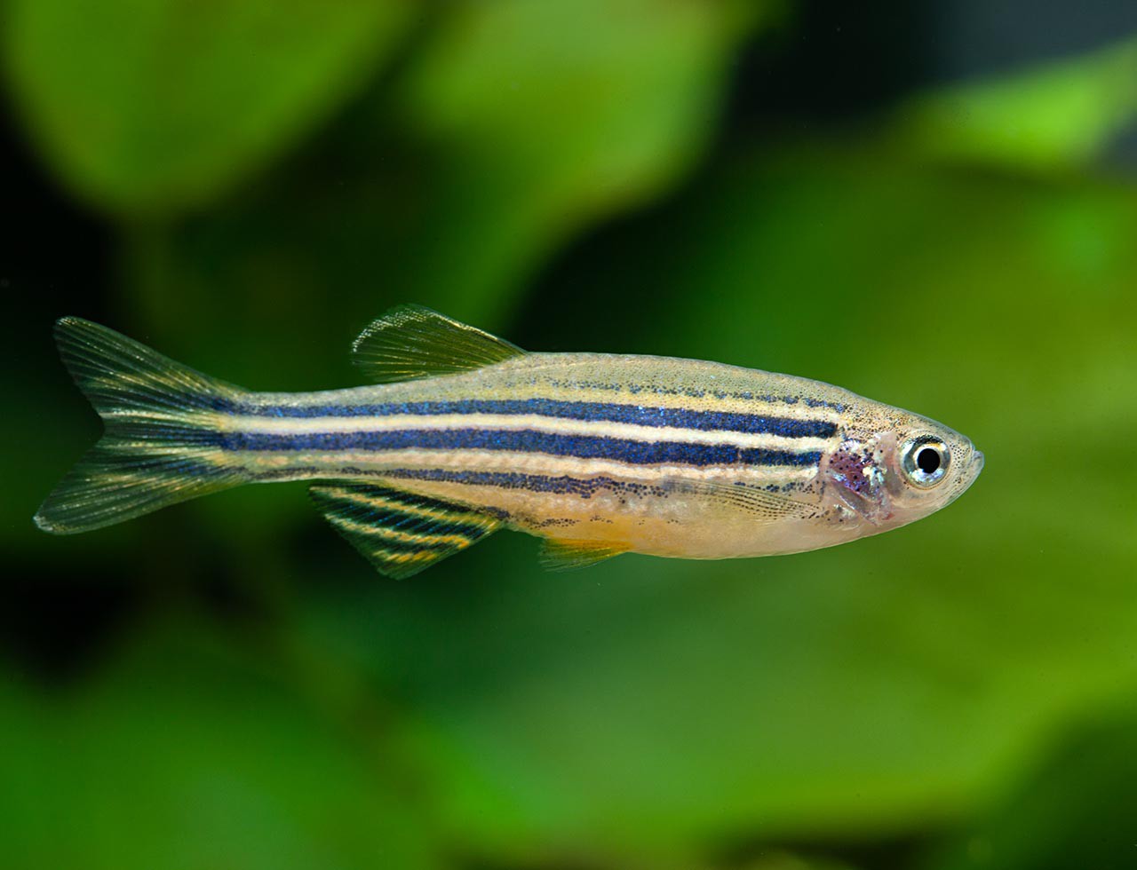 Brachydanio rerio - Zebra Danio