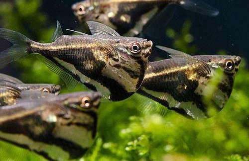 Carnegiella strigata - Marbled Hatchetfish
