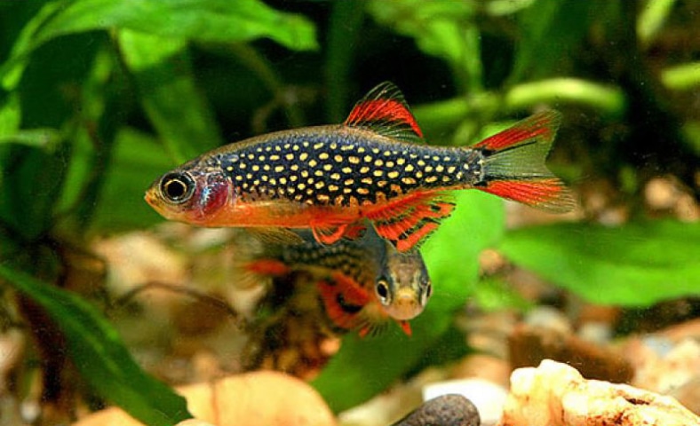Celestichthys margaritatus - Galaxy Rasbora
