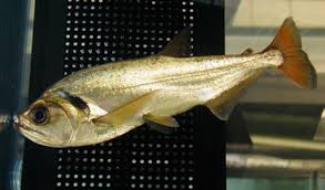 Hydrolycus tatauaia - Red Tail Payara