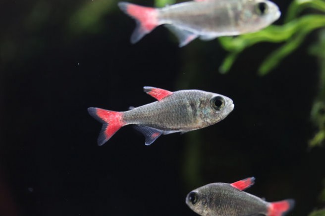 Hyphessobrycon eylios