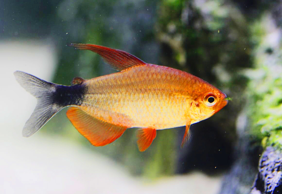 Hyphessobrycon peugeoti - Peppermill Tetra