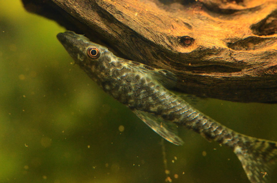 Hypopoptoma gulare - Giant Otocinclus
