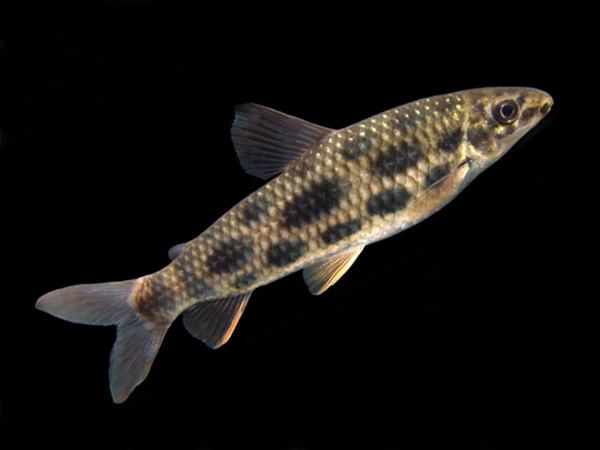 Leporinus octomaculatus - 8-Blotch Leporinus