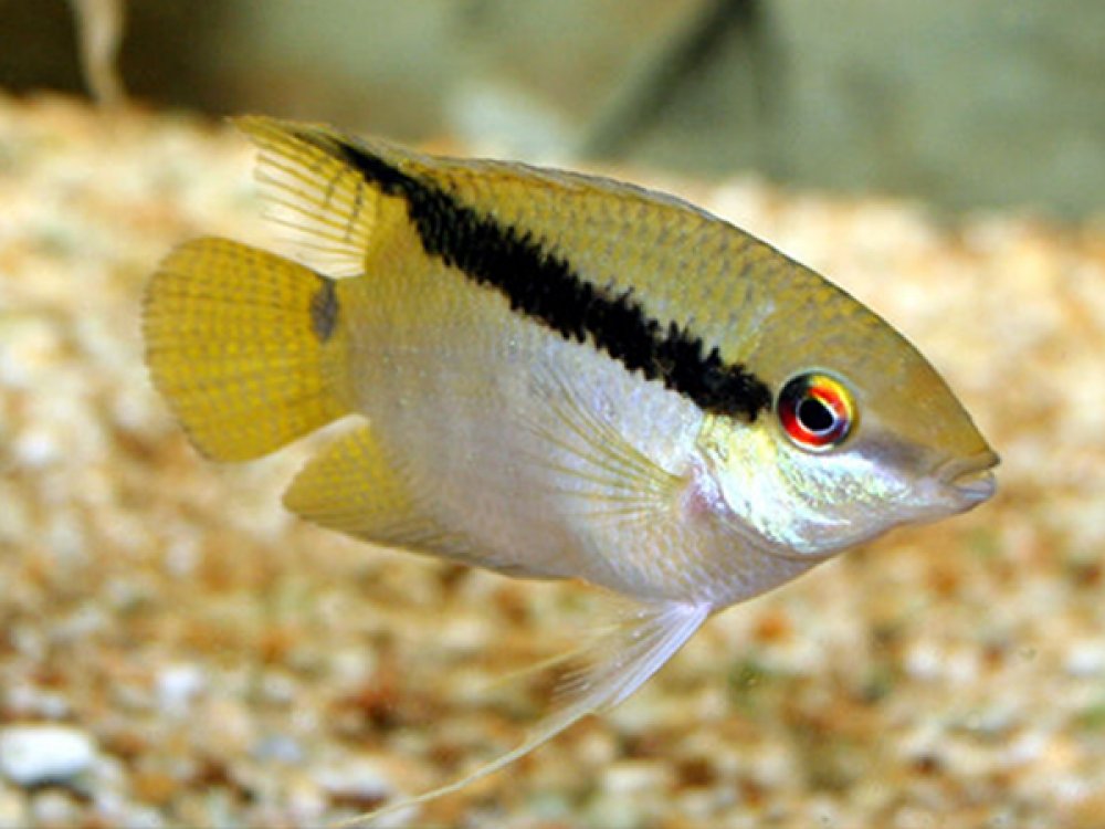 Mesonauta festivum - Flag Cichlid