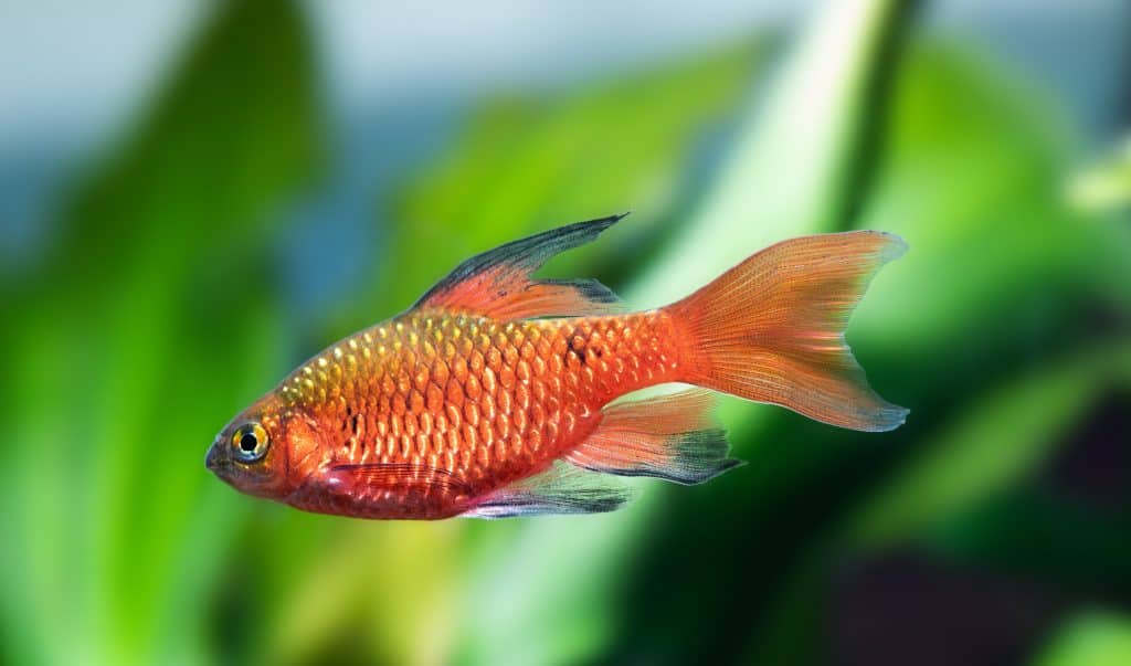 Pethia conchonius sp. Longfin - Longfin Rosy Barb