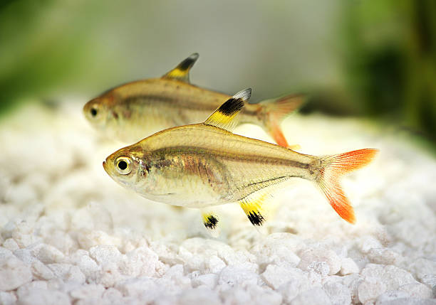 Pristella maxillaris - X-Ray Tetra