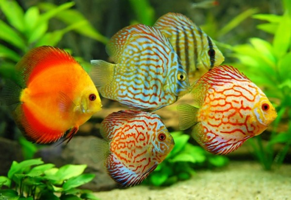 Symphysodon aequifasciatus - Discus Asiatique