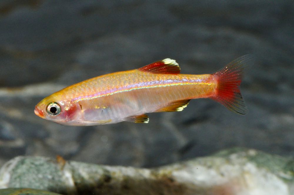 Tanichthys albonubes - White Cloud Mountain Minnow Golden