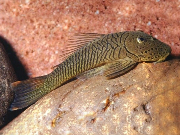 Chaetostoma formosae L-187b - Bulldog Pleco