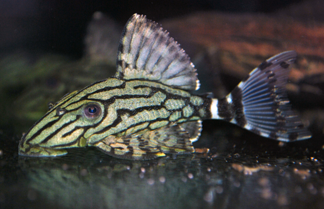 Panaque nigrolineatus L-191 - Broken-line Royal Panaque