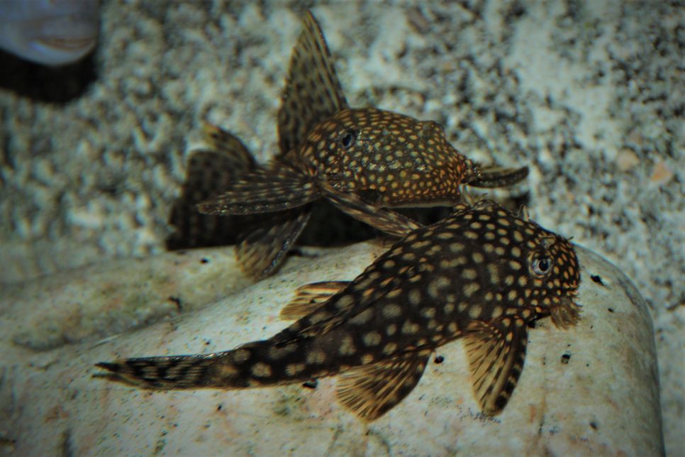 Ancistrus cirrhosus - Shortfin