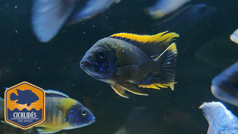 Aulonocara lwanda Hai Reef