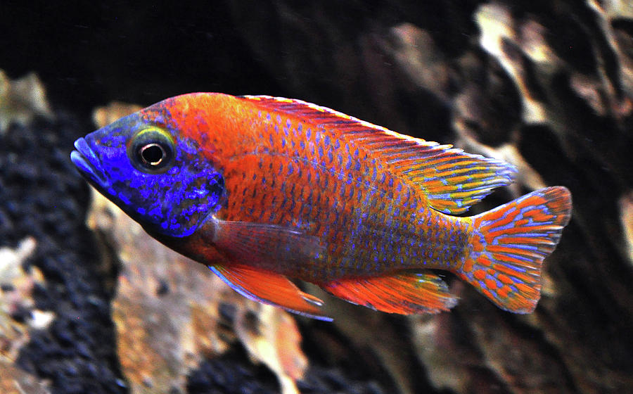 Aulonocara Ruby Red