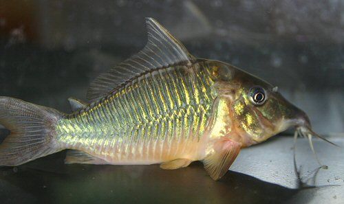 Brochis multiradiatus