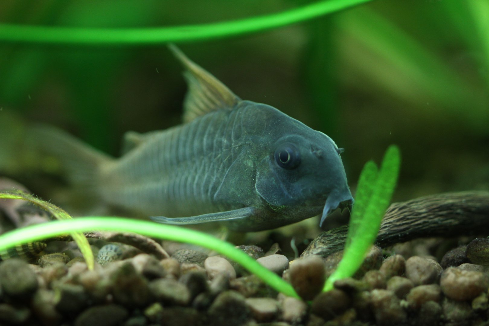 Hoplisoma concolor - Slate Cory (Corydoras concolor)