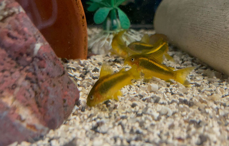 Corydoras CW-010 - Orange Laser