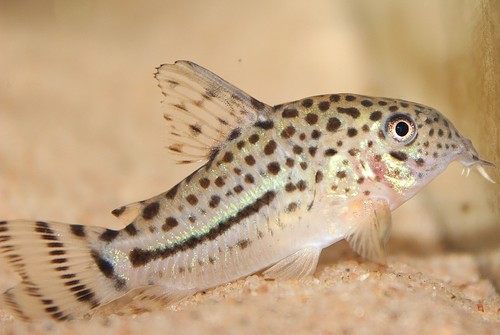 Hoplisoma knaacki
