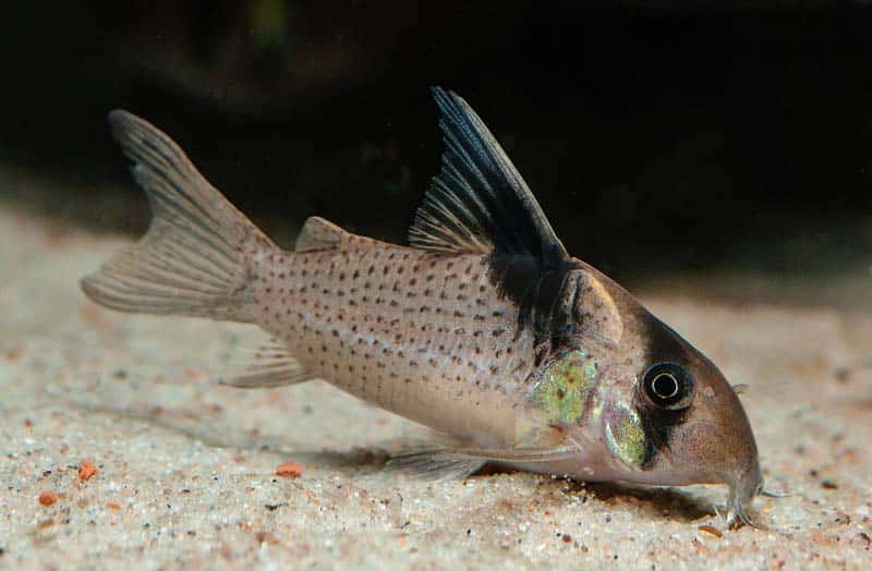 Hoplisoma melanistius - Spotted Cory (Corydoras melanistius)