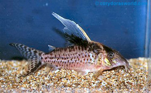 Brochis robustus - (Corydoras robustus)