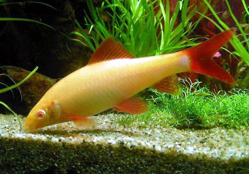 Epalzeorhynchos frenatum - Albinos Rainbow Shark