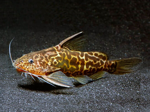 Synodontis schoutedeni - Marbled Depauwi