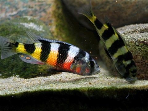 Astatotilapia latifasciata - Zebra Obliquidens