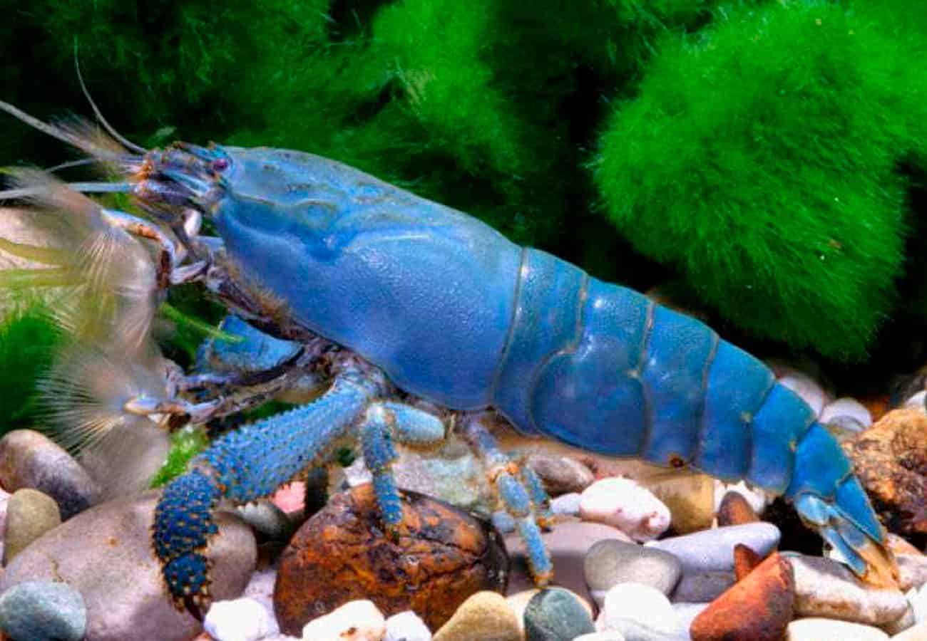 Atya gabonensis - Blue Vampire Shrimp