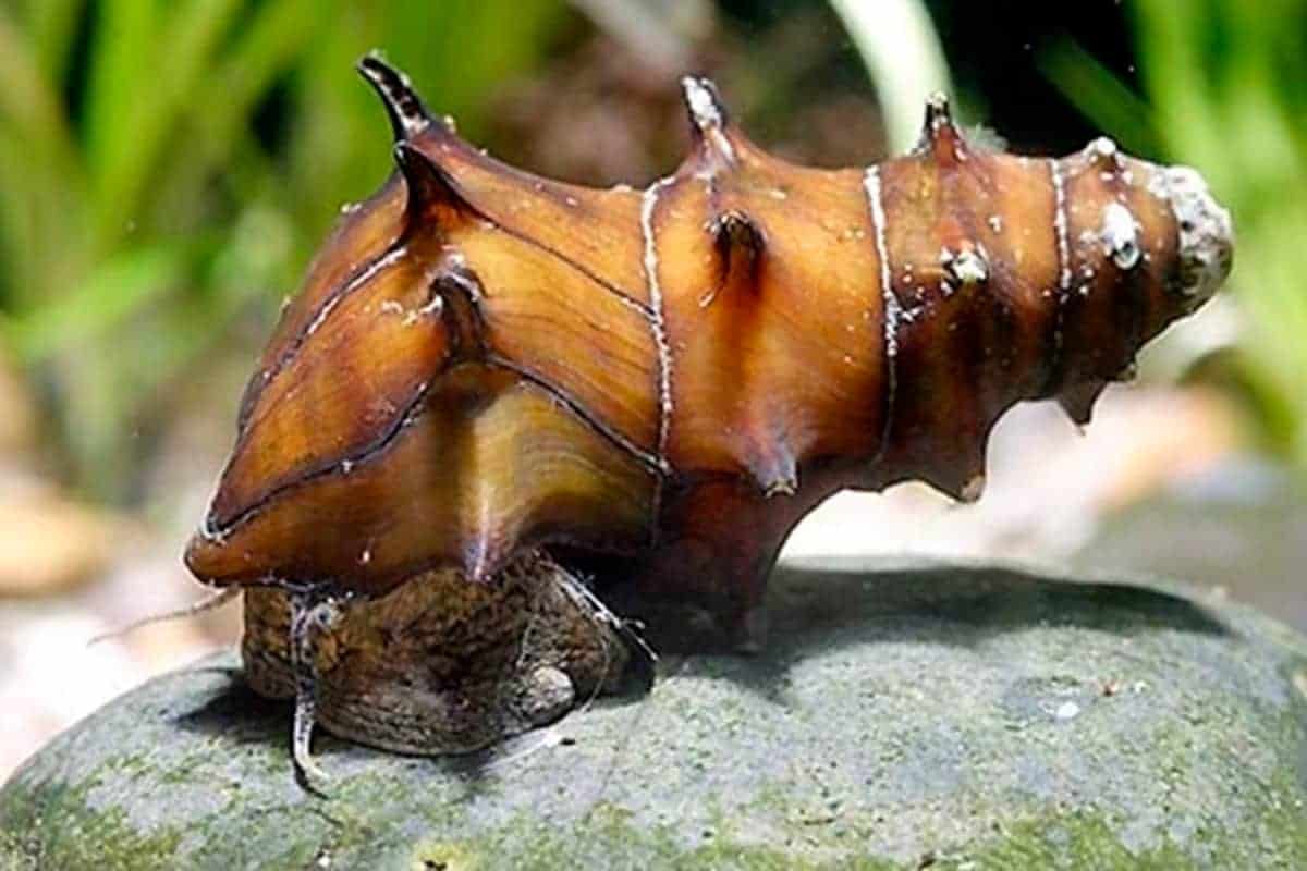 Brotia pagodula - Burmese Spiny Snail