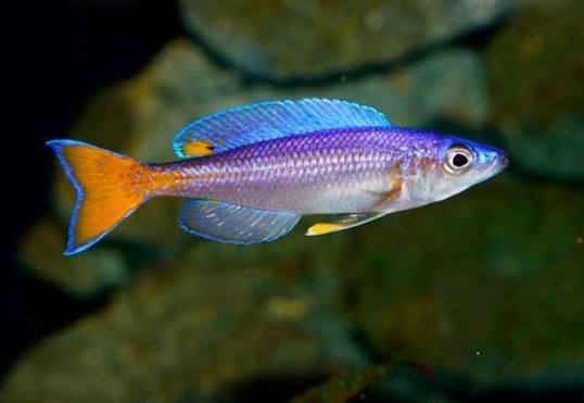 Cyprichromis leptosoma Utinta