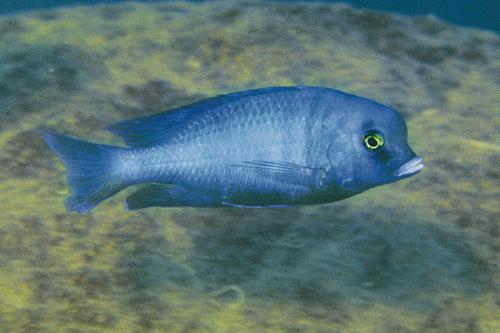 Cyrtocara moorii - Blue Dolphin