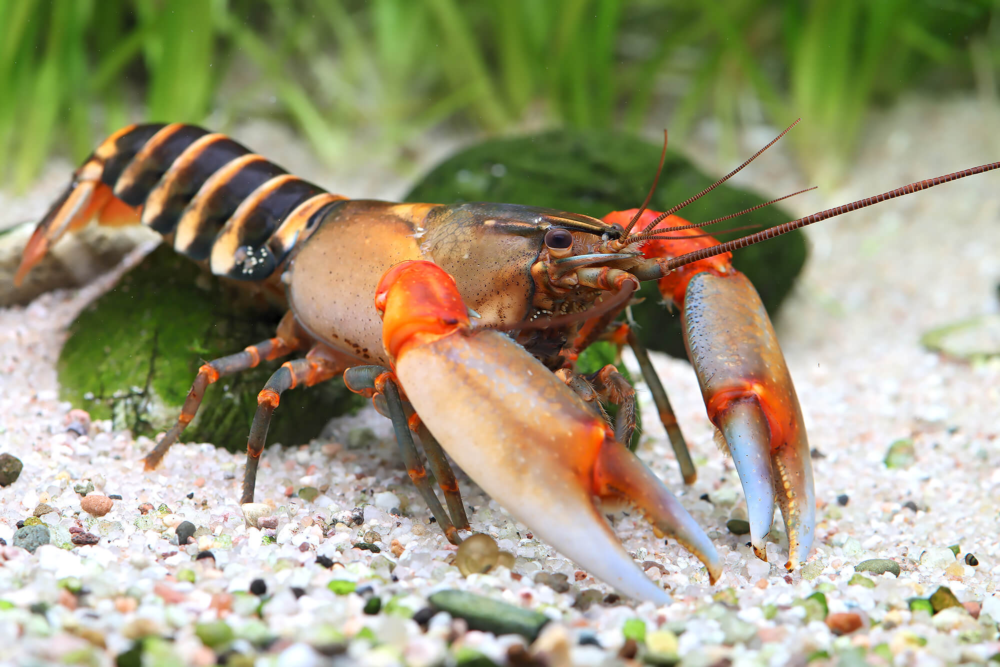 Cherax peknyi - Zebra Lobster