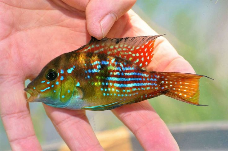 Gymnogeophagus terrapurpura