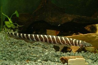 Gymnotus coropinae - Zebra Knifefish