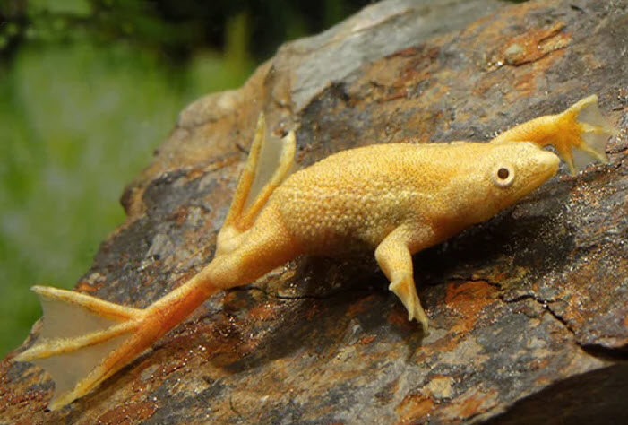 Hymenochirus curtipes var. - Golden African Dwarf Frog