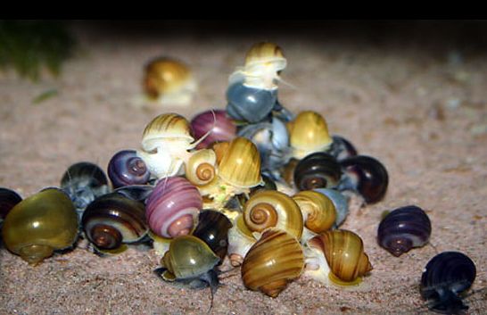 Pomacea bridgesii - Mystery Snails