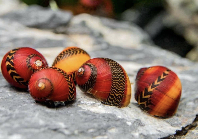 Neritinas waigiensis - Red Racer Nerite