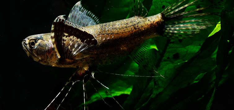 Pantodon buchholzi - Butterfly Fish
