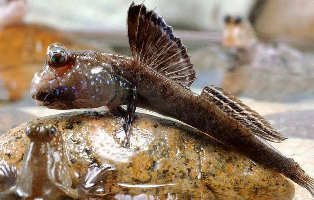 Periophtalmus barbarus - West African Mudskipper
