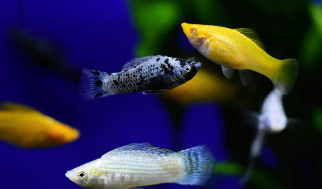 Poecilia sphenops - Molly Assorted