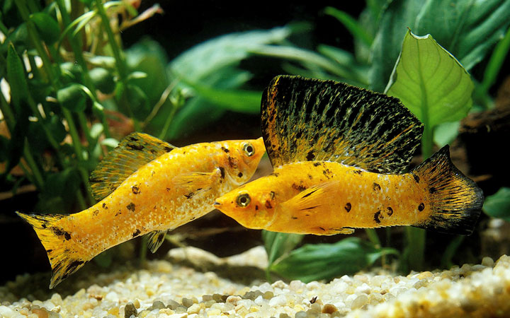 Poecilia latipinna - Molly Sailfin Assorted