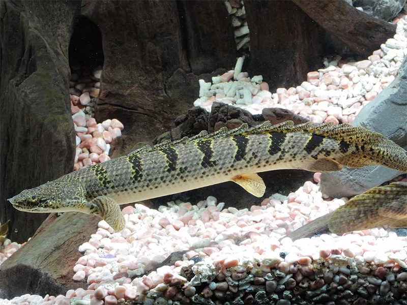 Polypterus delhezi - Barred Bichir