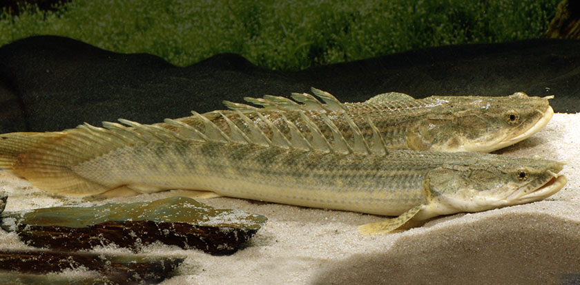 Polypterus lapradei koliba
