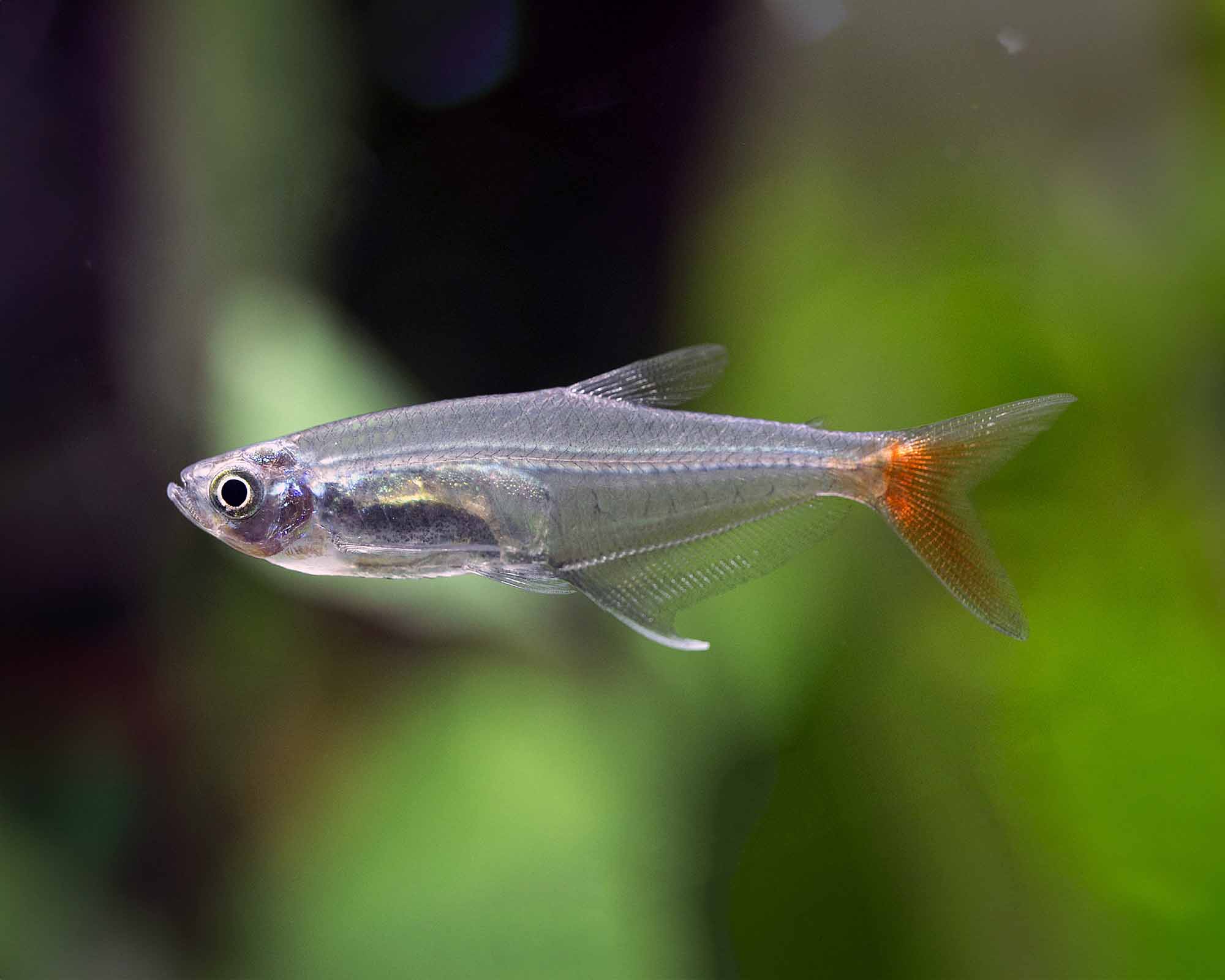 Prionobrama filigera  - Glass Bloodfin Tetra