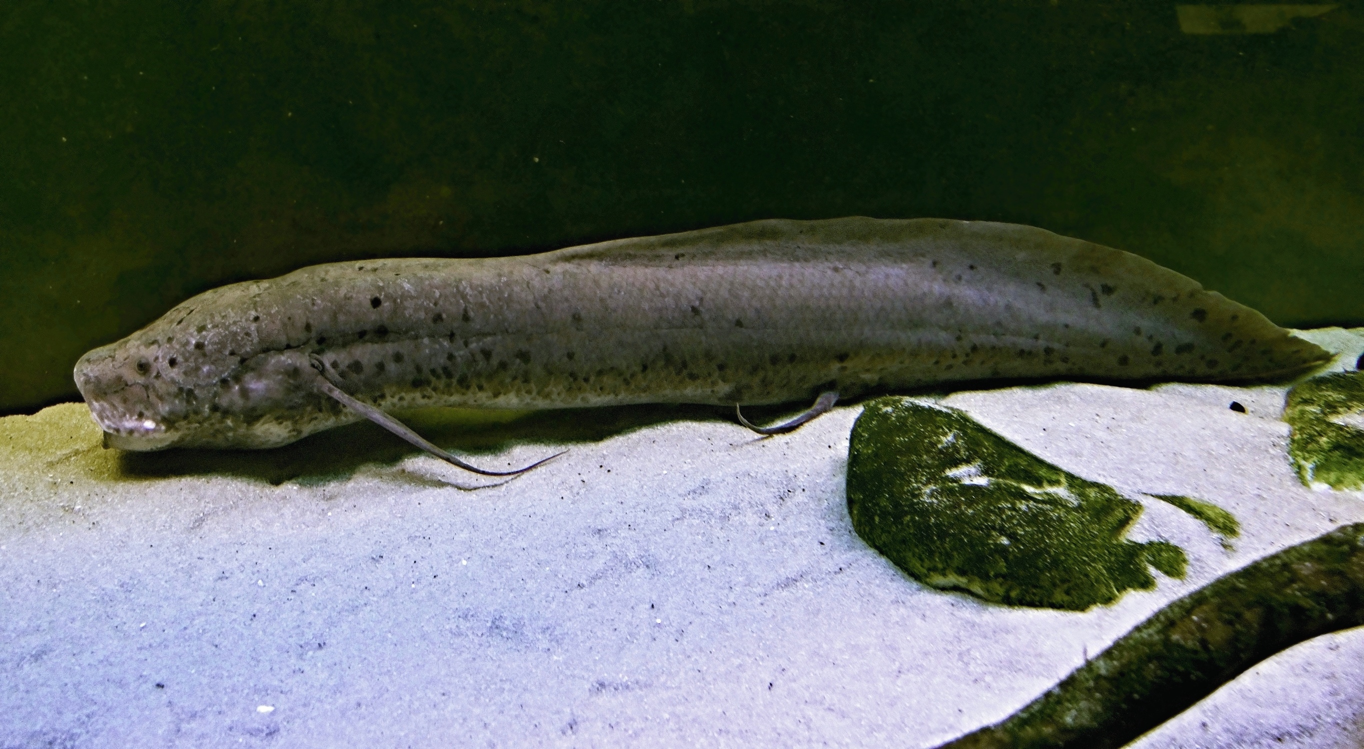 Protopterus annectens - African Lungfish