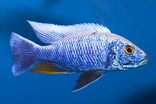 Sciaenochromis fryeri Iceberg - Iceberg Blue Ahli